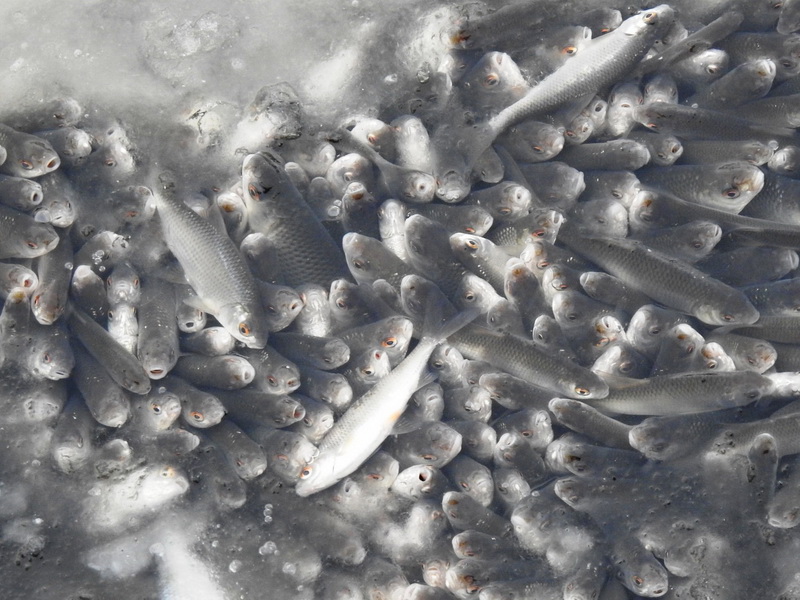 Минприроды оценит ущерб от массовой гибели рыбы в Чебоксарском заливе